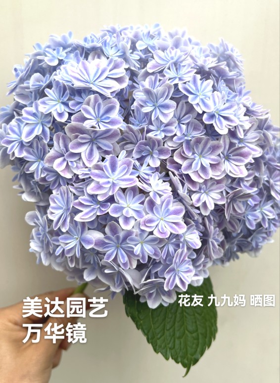 大花重瓣绣球花苗 万花镜 万华镜 一1加仑中大苗 经典品种 - 图2