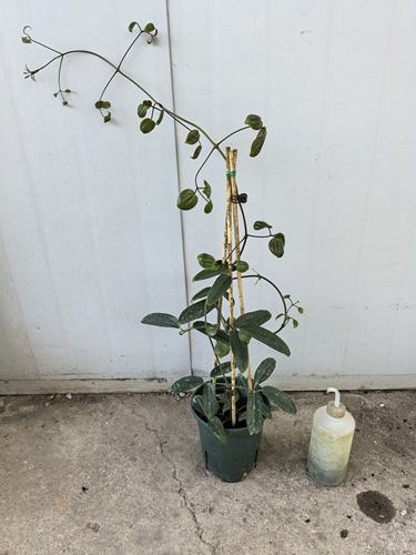 进口品种常绿铁线莲爬藤植物庭院子 苹果花小苗花卉1加仑盆栽大苗 - 图0