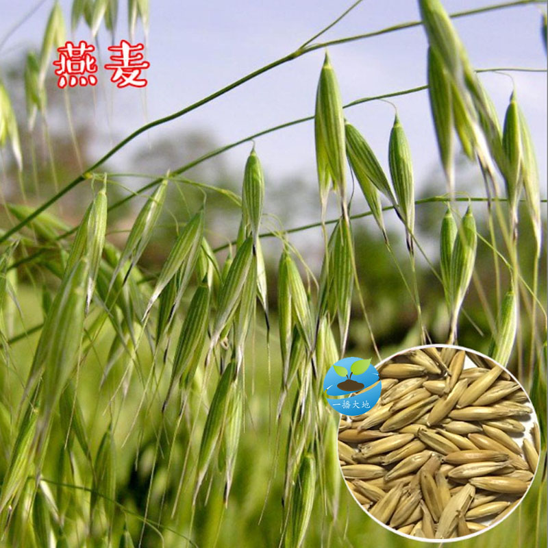新大麦种子无土栽培榨汁小麦猫草薄荷蔬菜秋季油菜籽牧草大麦种子 - 图1