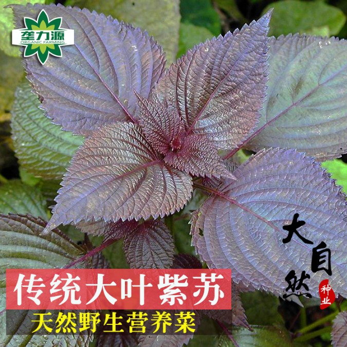 紫苏种子双面紫色绿苏春秋四季阳台盆栽青菜籽大叶苏子籽野菜种孑-图0