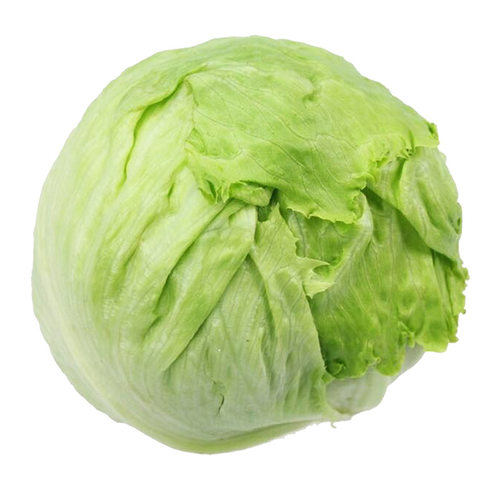 结球生菜种子包心青菜种籽春夏秋四季菜种籽阳台盆栽蔬菜种孑耐热 - 图3