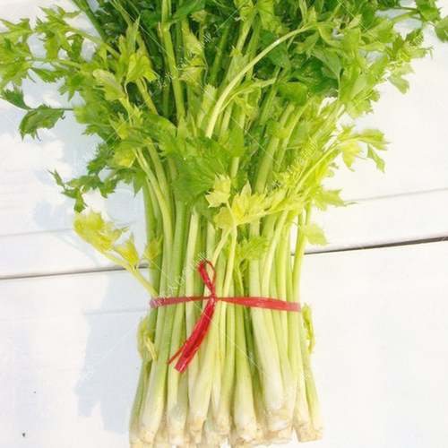 四季黄空心芹种子黄心芹菜种籽小香芹黄嫩西芹青菜籽春秋蔬菜种孑 - 图2