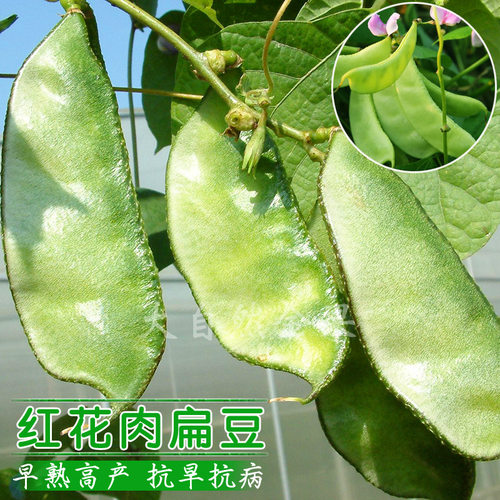 红边绿眉豆猪耳朵豆角扁豆紫眉豆种子春夏季秋季蔬菜种子菜园阳台 - 图0