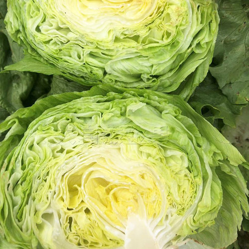 结球生菜种子包心青菜种籽春夏秋四季菜种籽阳台盆栽蔬菜种孑耐热 - 图1