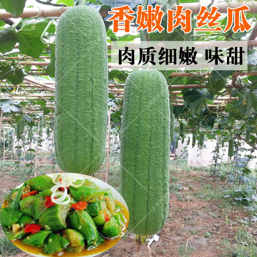 早佳皱皮丝瓜种子香肉丝瓜无棱春夏四季高产菜园阳台大田蔬菜种孑 - 图2