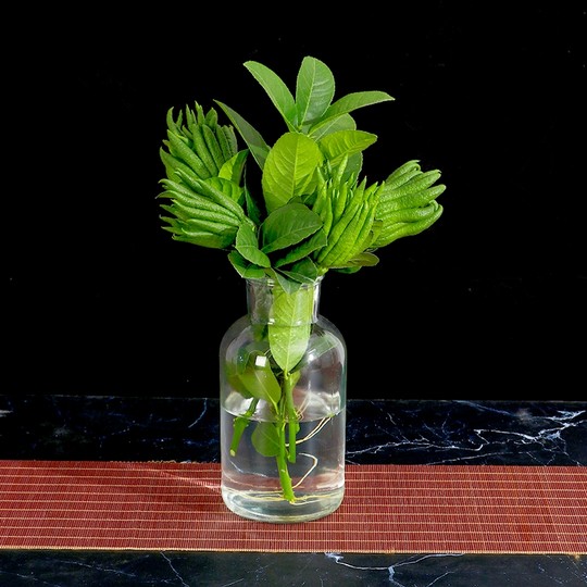 Authentic Jinhua bergamot freshly picked from the origin