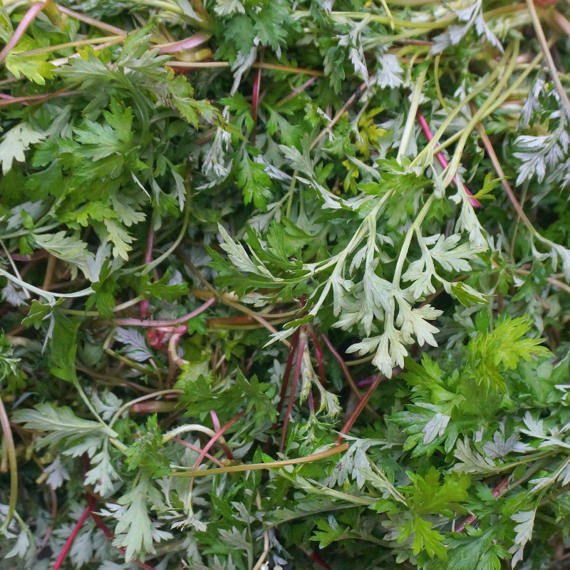 湖南特产湘西深山社饭原料野生蒿菜蒿草蒿子粑粑清明野菜苦蒿现摘 - 图0