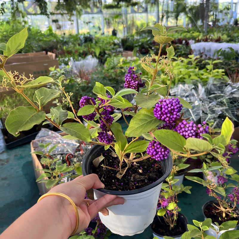 紫珠盆栽多年生耐热耐寒阳台庭院耐养观果植物盆景庭院花镜造景花-图3