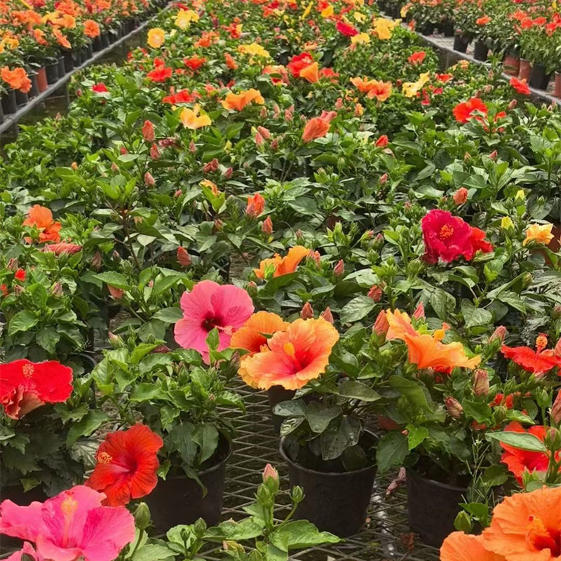 进口朱瑾花苗盆栽丹麦木槿扶桑花庭院阳台夏秋季耐热耐晒观花植物 - 图1