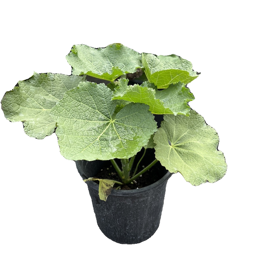 重瓣蜀葵大苗盆栽桃子与梦阳台庭院花坛植物花镜高花剑多年生花卉 - 图3