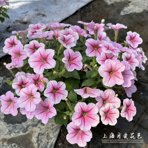 矮牵牛花盆栽带花超级舞春花苗垂吊花卉庭院阳台耐寒花卉喇叭花苗 - 图0