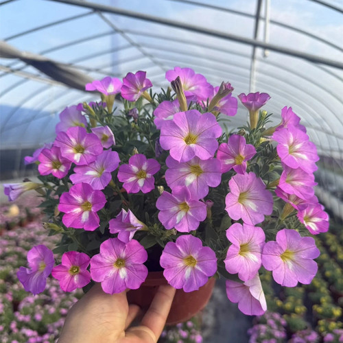 矮牵牛花盆栽带花超级舞春花苗垂吊花卉庭院阳台耐寒花卉喇叭花苗 - 图1