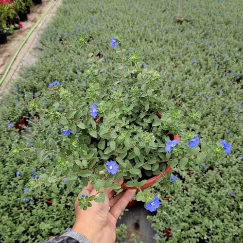 蓝星花盆栽花苗美洲新品种夏季耐热阳台庭院花卉垂吊好养观花盆栽 - 图2