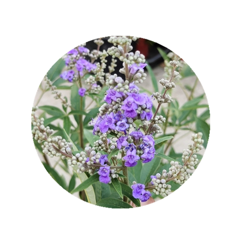 穗花牡荆花苗盆栽花卉树状薰衣草耐热耐寒阳台花园庭院花镜绿植物 - 图3