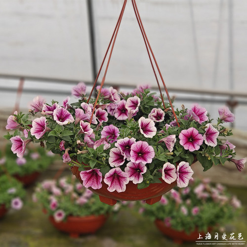 重瓣矮牵牛盆栽带花冰淡紫网红款阳台庭院花苗垂吊植物花卉花期长 - 图1