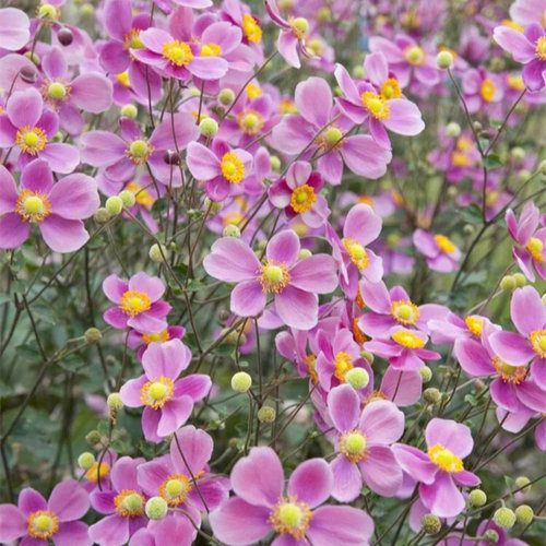秋牡丹盆栽野棉花庭院阳台打破碗碗花苗多年生耐寒热宿根花卉植物 - 图1