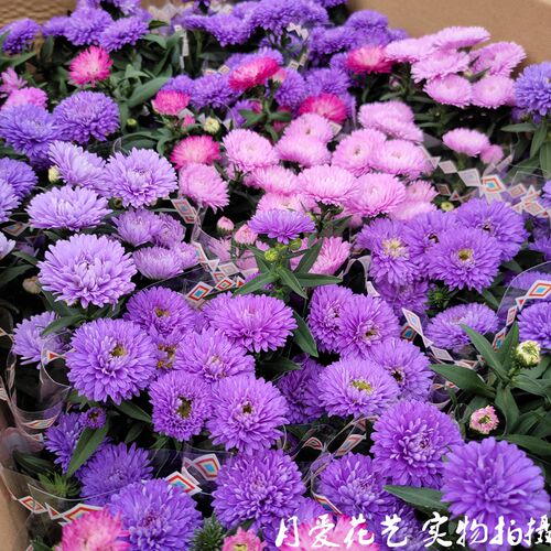 荷兰菊花苗紫菀盆栽雏菊花多年生阳台菊花带花苞花园庭院四季花卉 - 图2