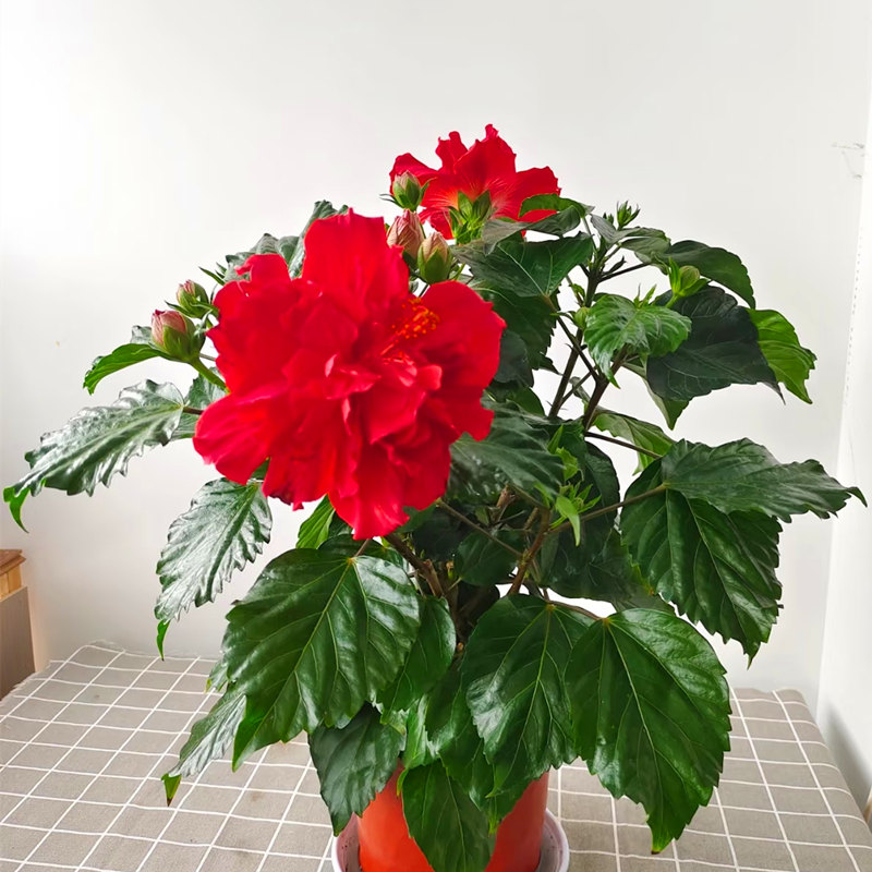 进口朱瑾花苗盆栽丹麦木槿扶桑花庭院阳台夏秋季耐热耐晒观花植物 - 图2