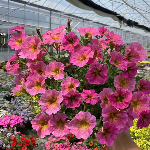 矮牵牛花盆栽带花超级舞春花苗垂吊花卉庭院阳台耐寒花卉喇叭花苗 - 图2