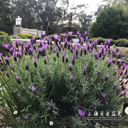 薰衣草盆栽普罗旺斯薰衣草室内阳台庭院盆栽花卉植物好养花卉带花 - 图2