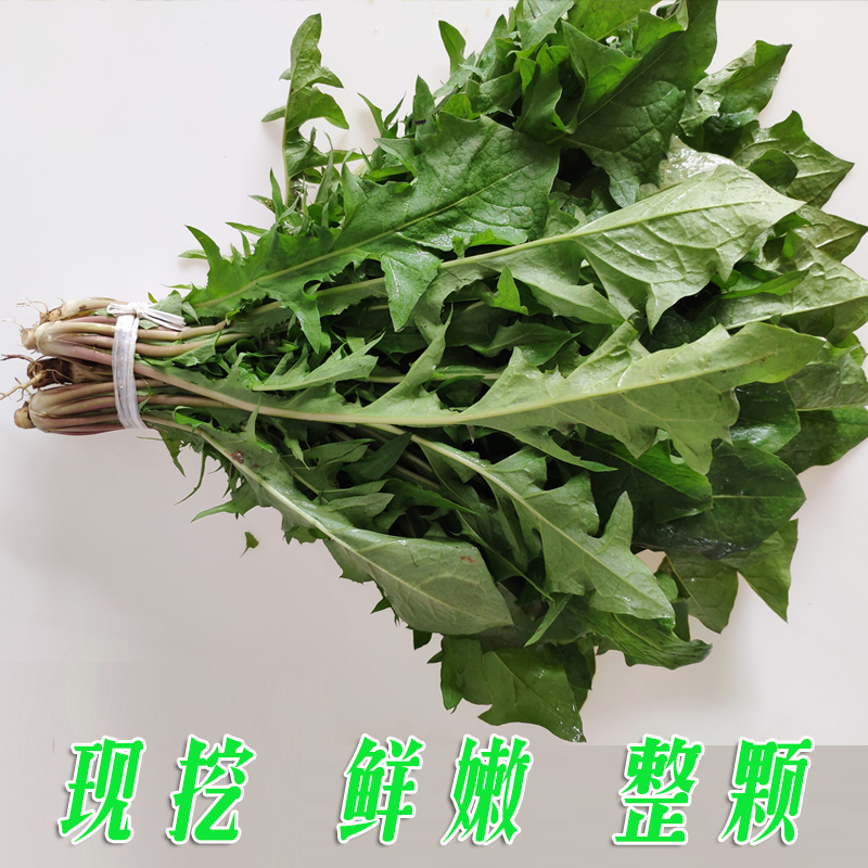 蒲公英新鲜种籽山野菜药用带根嫩叶野菜现挖婆婆丁蘸酱带箱5斤-图0