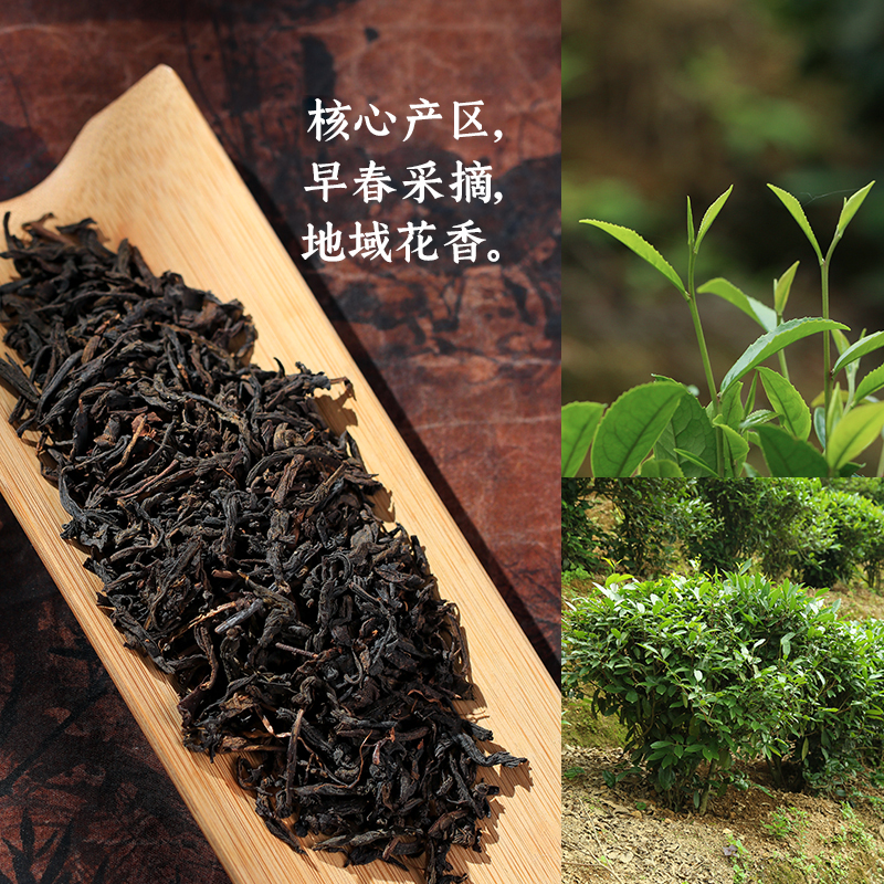 桂青 2015年熟茶甜醇甘润黑茉莉花香六堡茶正宗广西梧州黑茶-图0