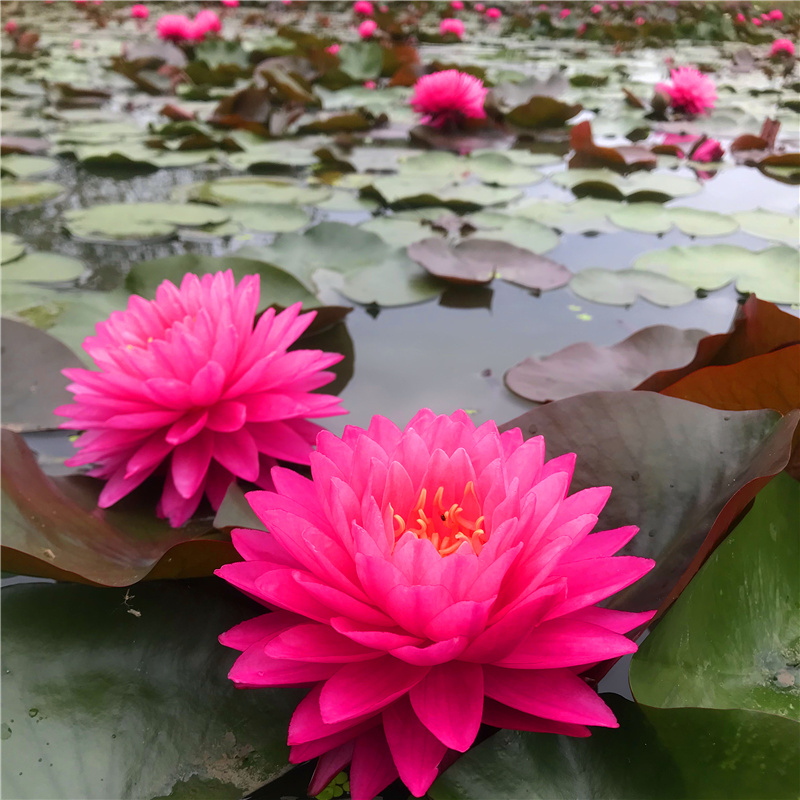 鸽子血耐寒睡莲苗粉色多瓣大花睡莲水生植物室外庭院盆栽 - 图2