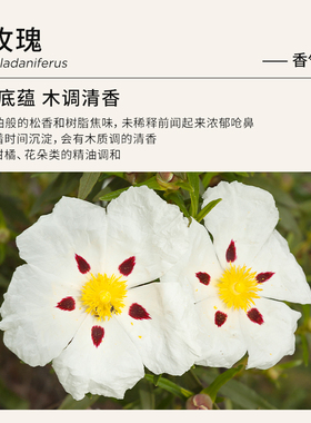 Florihana法国F家岩玫瑰单方精油松弛熟龄肌按摩面部护肤香薰