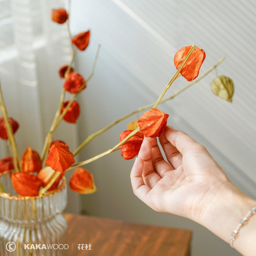 纯进口酸浆果灯笼果插花植物果实配果红果子天然干花干果家居设计 - 图2