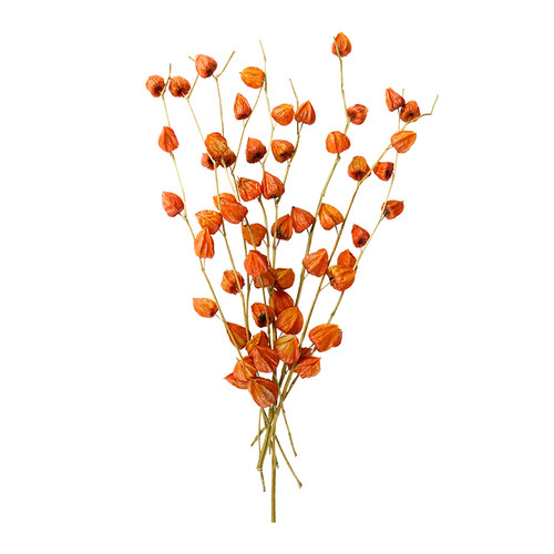 纯进口酸浆果灯笼果插花植物果实配果红果子天然干花干果家居设计 - 图3