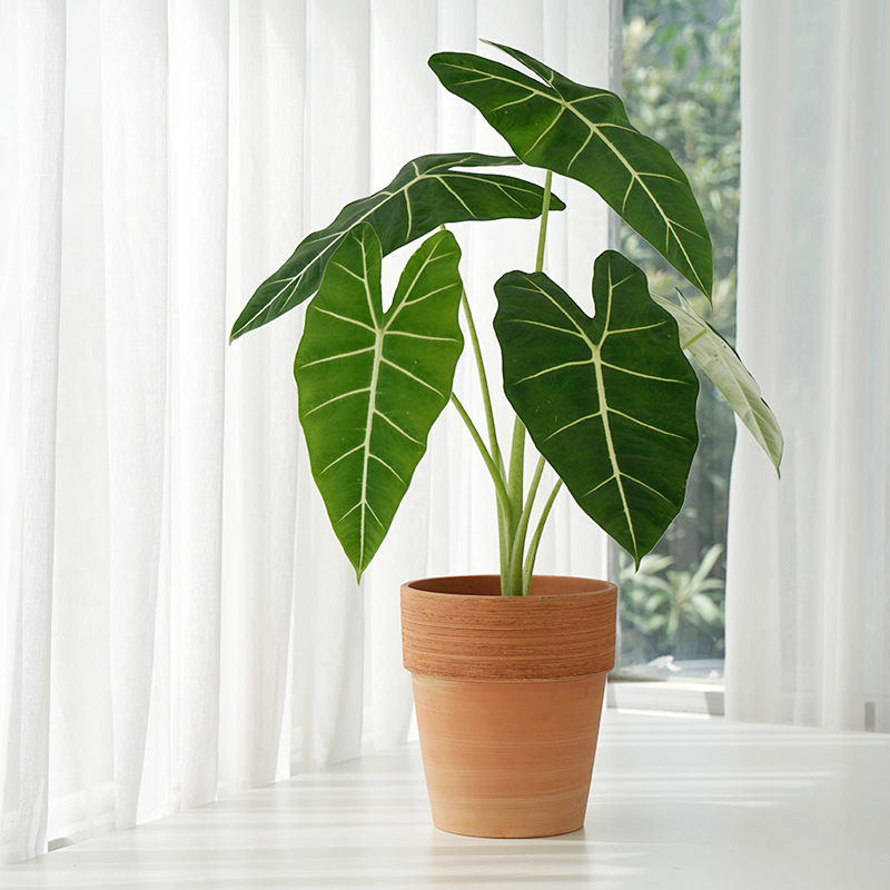 绿天鹅绒海芋绿植盆栽ins风桌面彩叶芋植物热带室内热带植物阳台-图2