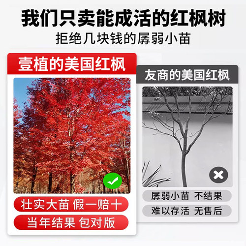 红枫树苗四季红舞姬小苗别墅盆景盆栽庭院耐寒室外红叶工程绿化苗 - 图2