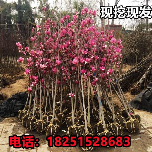 玉兰花树苗庭院地栽南北方大树室外种植旺宅名贵耐寒风景绿化树苗 - 图1