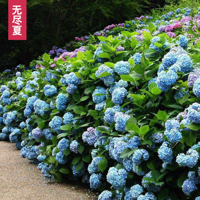 无尽夏绣球花老桩苗盆栽耐寒花卉室内外庭院阳台特大花植物四季开 - 图0