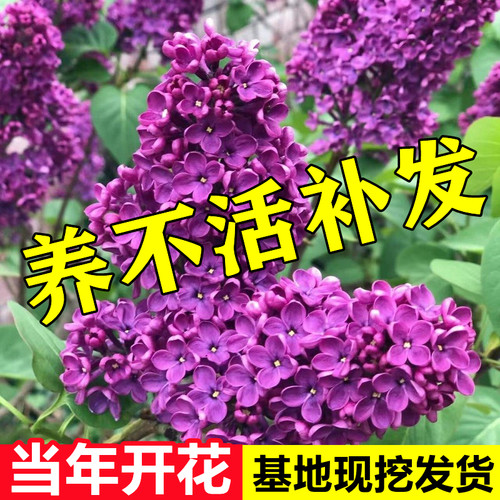 丁香花树苗盆栽庭院地栽欧洲紫丁香树苗开花浓香花卉耐寒植物四季 - 图1