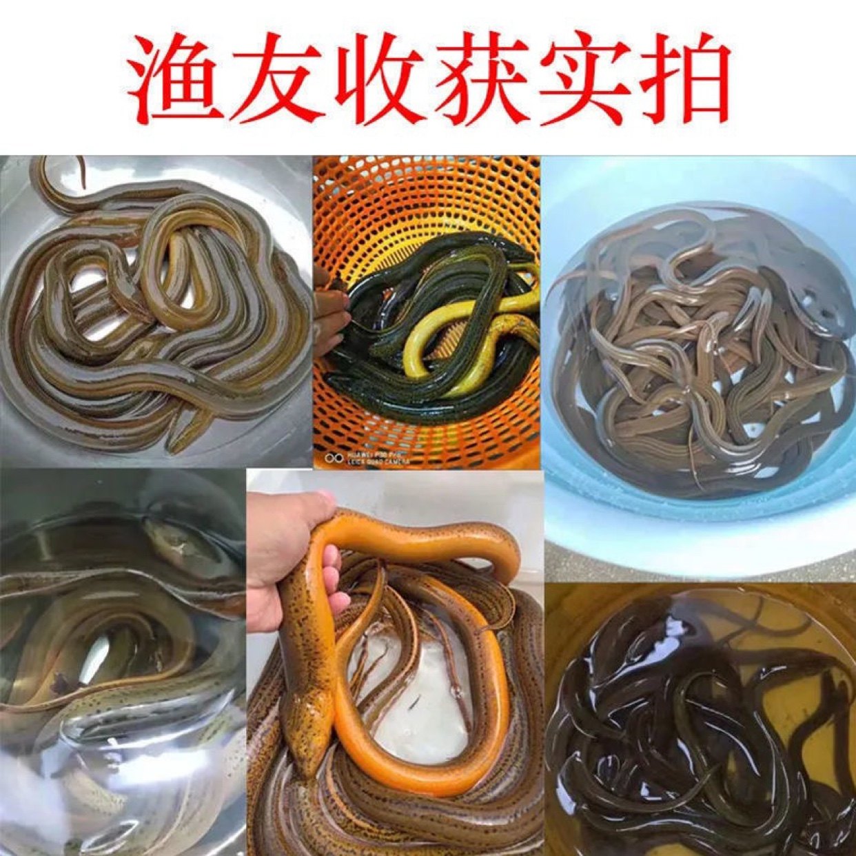 鳝大娃秘制诱鱼剂鳝鱼诱饵黄鳝王诱食剂腥臭味小药水地鱼虾笼网,淘宝优惠券,粉丝福利购,淘宝优惠卷