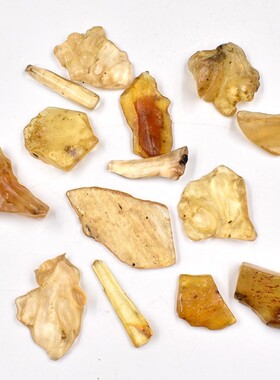 化石标本古生物化石牙齿腕足棘皮菊石狼鳍鱼植物化石原石教学标本