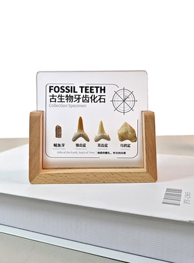 天然矿石化石原石摆件收藏礼物标本
