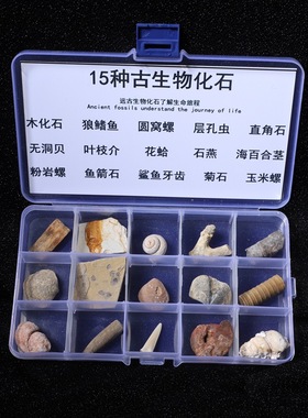 古生物化石标本三叶虫化石琥珀原石奇石头儿童地质礼物淘矿科普