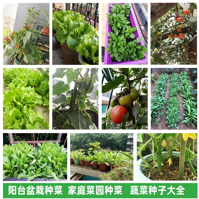 蔬菜种子四季播盆栽阳台庭院黄瓜辣椒草莓香菜种籽孑大全