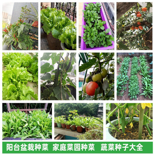 蔬菜种子四季播盆栽阳台庭院香菜生菜黄瓜西瓜南瓜春季菜籽种大全 - 图1