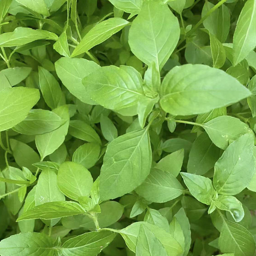 河南大叶荆芥种子盆栽薄荷四季菜种籽荆芥菜籽阳台庭院蔬菜种子孑