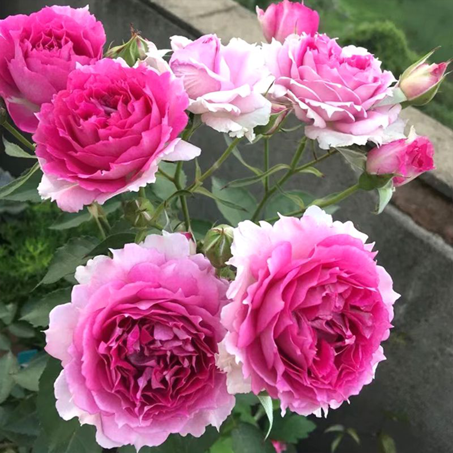 大花浓香天方夜谭月季花苗玫瑰紫色抗病多季开花深桃色波浪边耐寒,淘宝优惠券,粉丝福利购,淘宝优惠卷