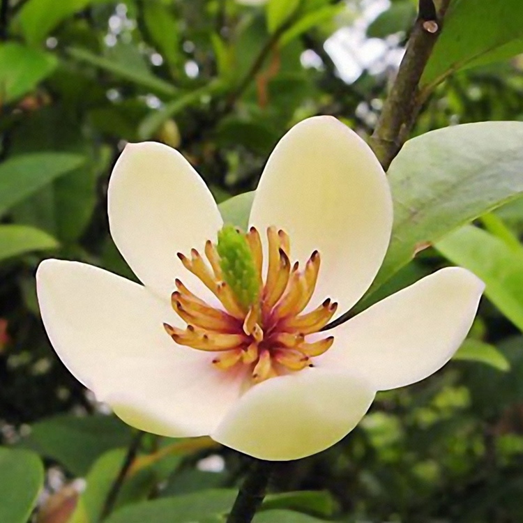 千鸟花含笑花苗盆栽室内浓香型四季花卉植物庭院阳台十里飘香耐寒 - 图3