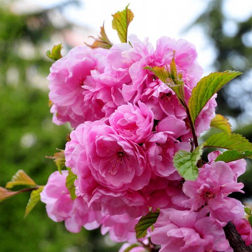榆叶梅花树苗盆栽重瓣庭院南北方多年生浓香红梅素心腊梅花卉耐寒 - 图1