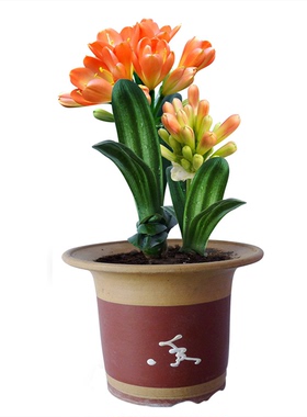 君子兰盆栽精品绿植花卉兰花室内