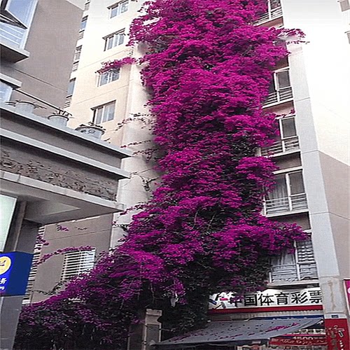 巴西三角梅盆栽大苗多色重瓣爬藤植物庭院室内四季带花卉老桩阳台 - 图0