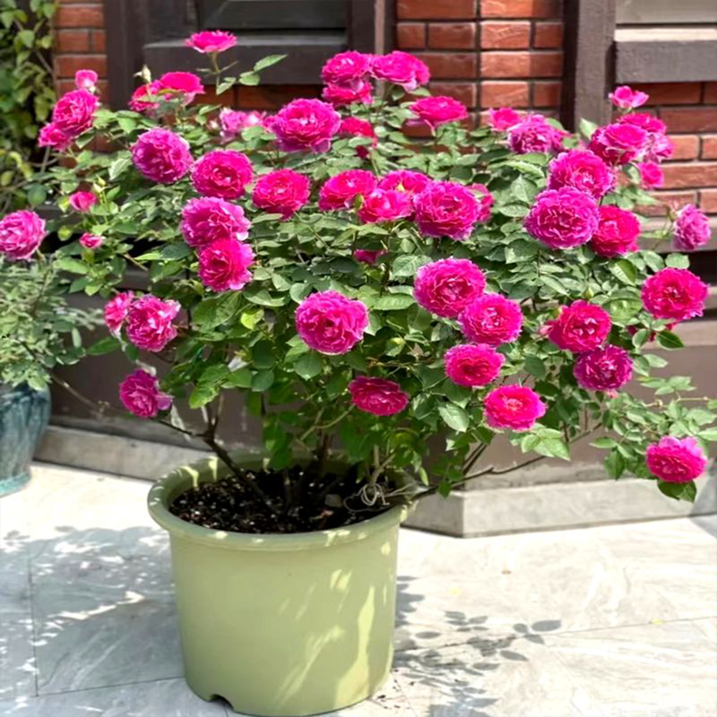 大花浓香天方夜谭月季花苗玫瑰紫色抗病多季开花深桃色波浪边耐寒,淘宝优惠券,粉丝福利购,淘宝优惠卷