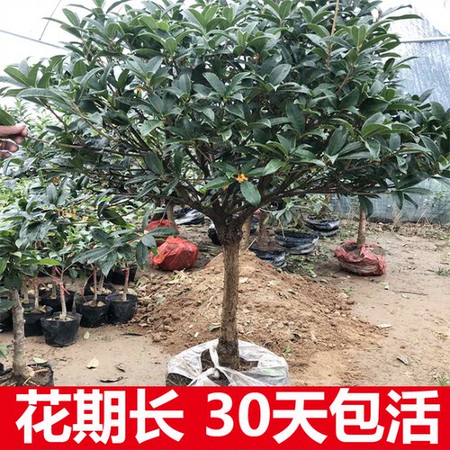 四季金桂花树苗盆栽庭院八月桂浓香型盆景植物室内外地栽花卉大树 - 图0