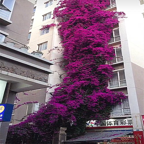 巴西三角梅盆栽大苗多色重瓣爬藤植物庭院室内四季带花卉老桩阳台 - 图2